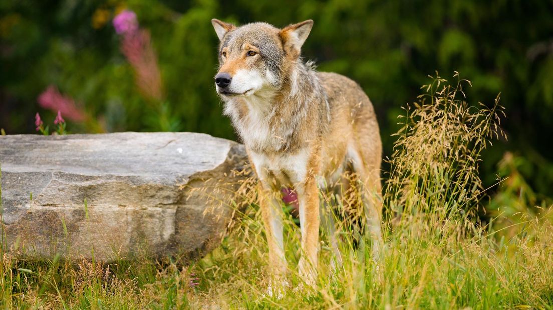 Overijssel ingesloten door wolven