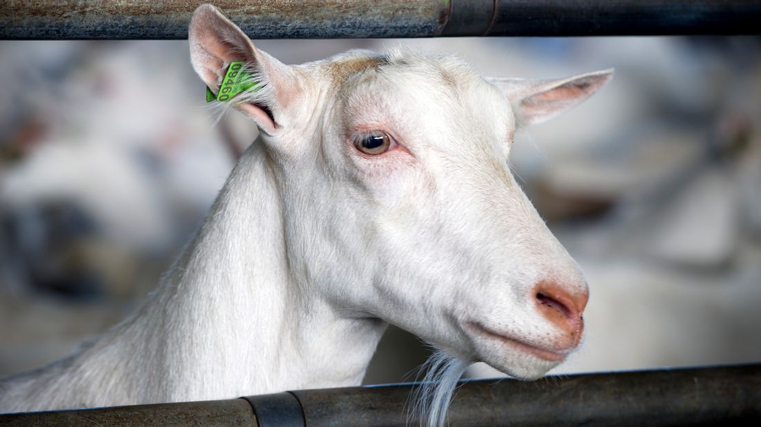 Q-koorts wordt onder meer overgedragen door geiten.