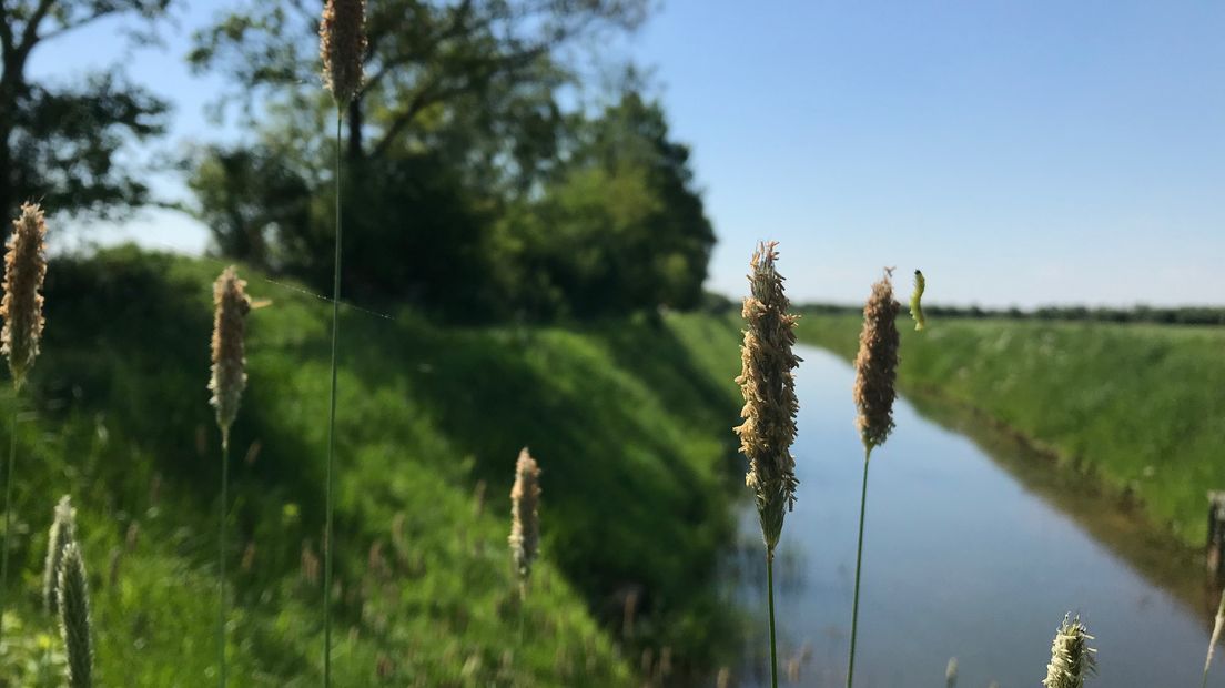 Als je goed kijkt, zie je een rups (Rechten: RTV Drenthe/Jeanine Hofsteenge