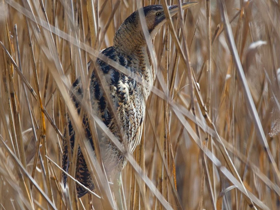 Een roerdomp is een meester in camouflage