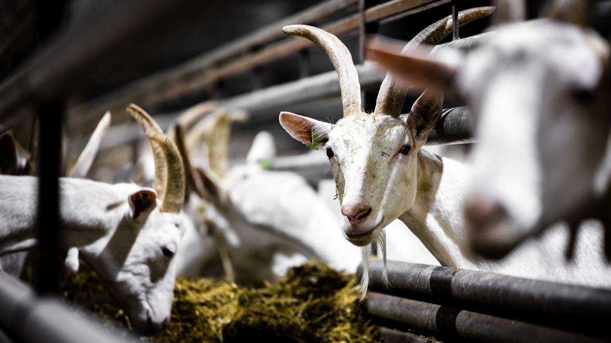 Boswachter niet vervolgd voor euthanaseren geiten