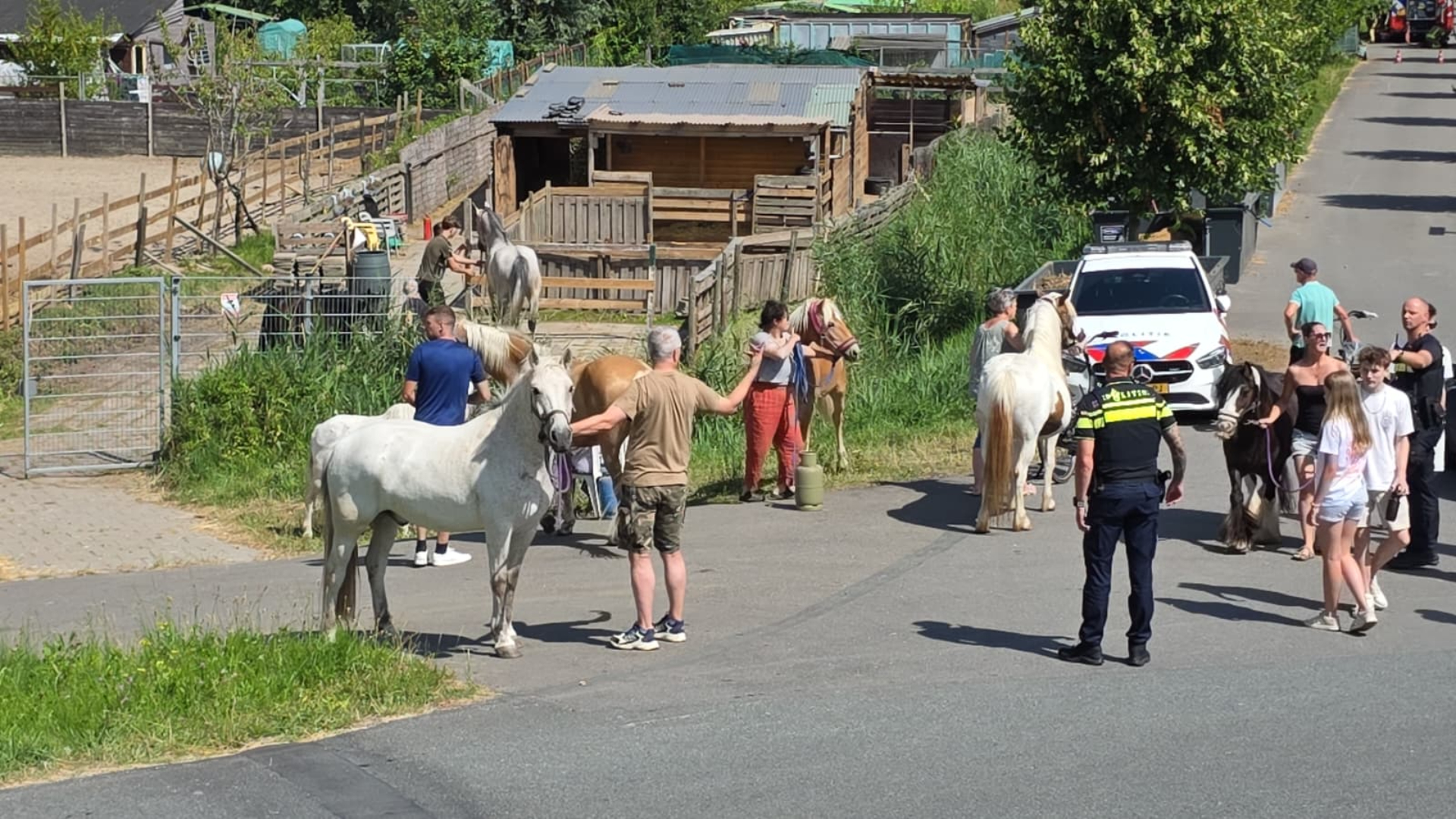 Paarden in de buurt van de brand worden in veiligheid gebracht.
