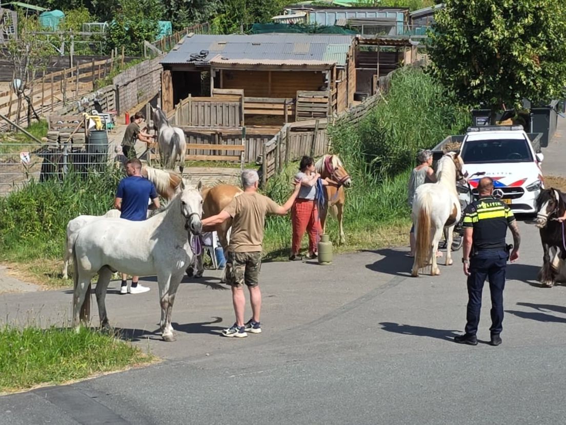 Paarden in de buurt van de brand worden in veiligheid gebracht.