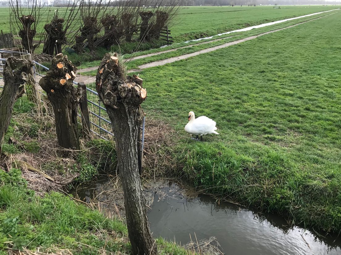 Een zwaan bij haar nest in Oud-Alblas