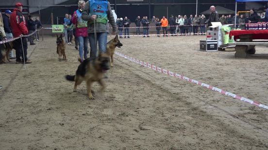 Honderden mensen trekken naar hondenshow