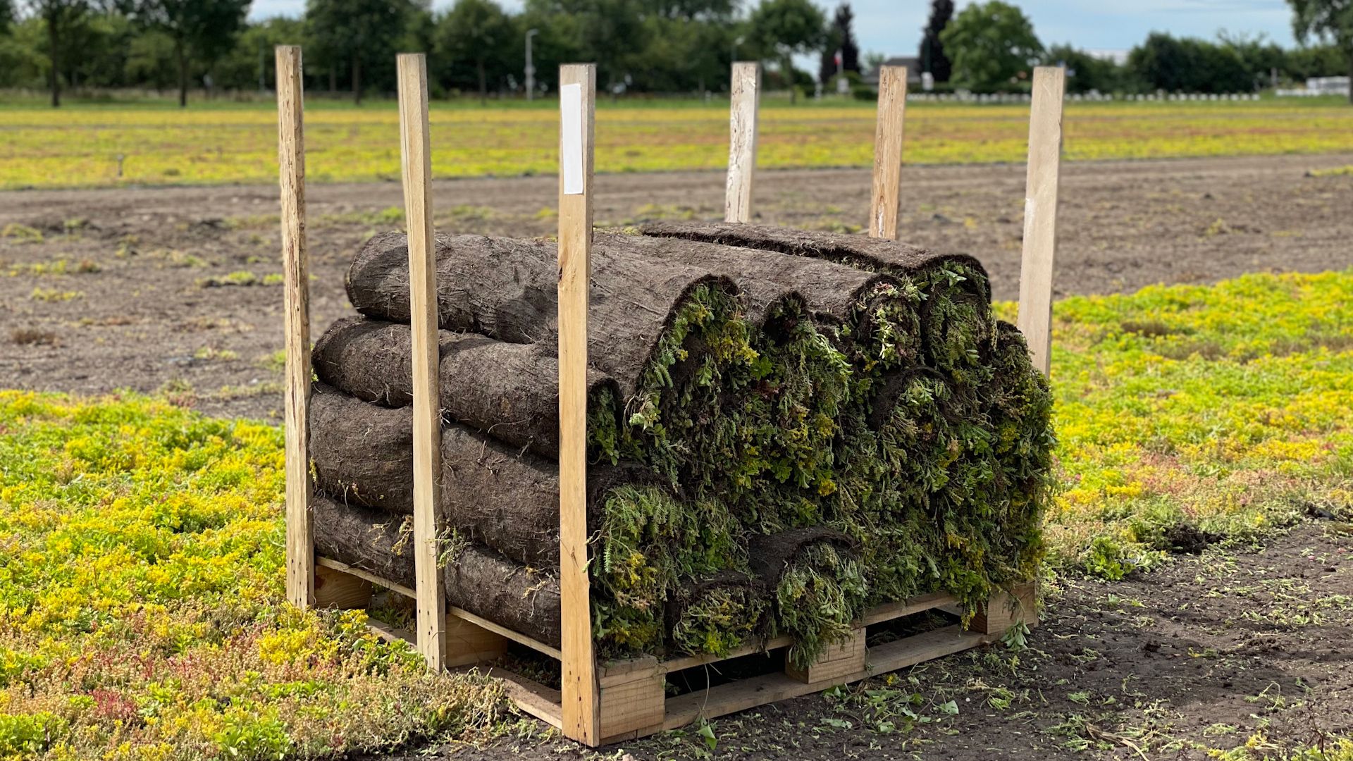 Rollen met sedumplantjes liggen na de oogst klaar om ergens op een dak te belanden