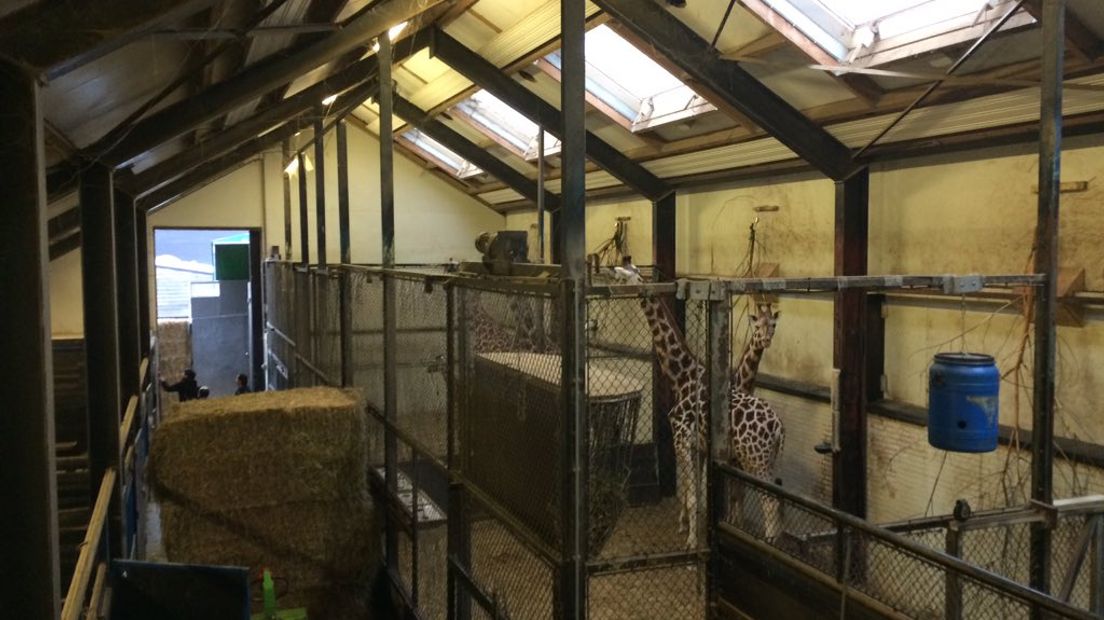 De giraffen voor verhuizing