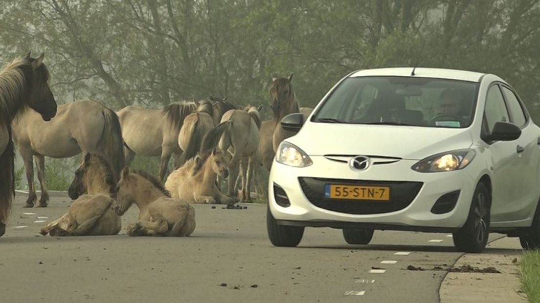 Staatsbosbeheer en Free Nature trokken in mei aan de bel: de kudde wilde konikpaarden bij Slot Loevestein in Poederoijen was te tam aan het worden. Automobilisten stopten op de weg om de dieren een appeltje te voeren en er liepen zelfs paarden rond met vlechten in hun manen. Drie maanden later is de situatie verbeterd.