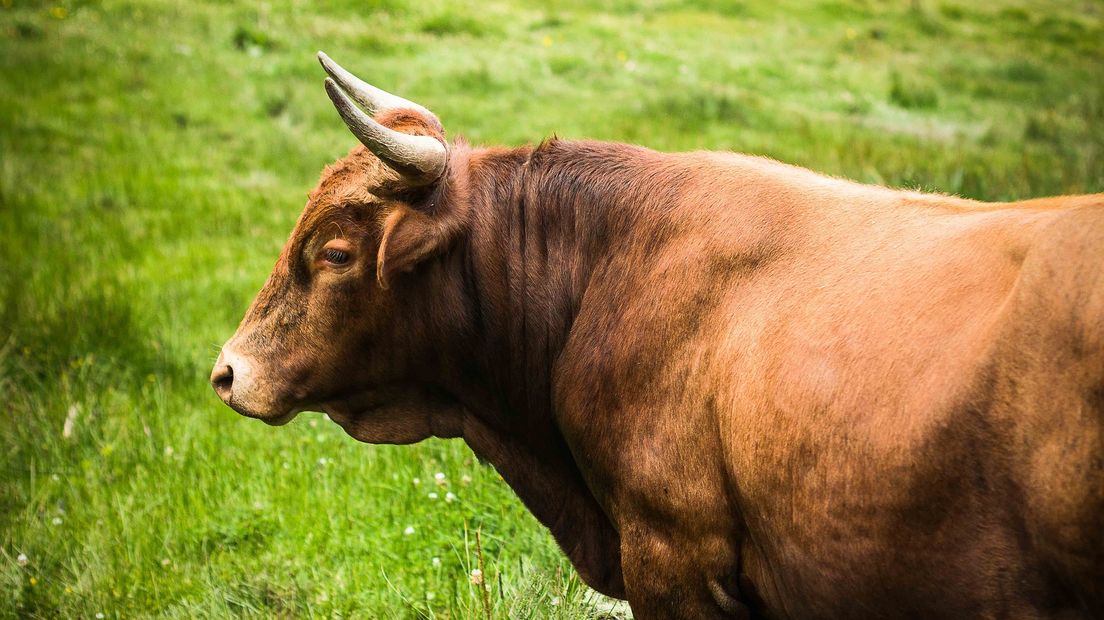 Vanuit Drenthe kwam een winstgevende stroom op gang van zeker duizenden ossen per jaar (Rechten: Pixabay.com)