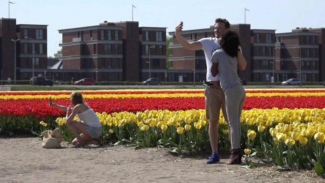 Toeristen in de bollenvelden bij Bronsgeest