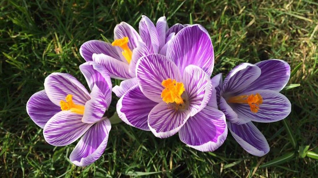 Krokussen bloemen lente Bergentheim