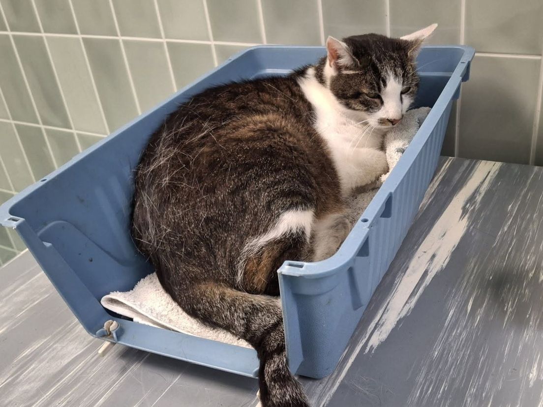 Twee katten na lange tijd terug bij baasjes: Twiggy na 1,5 jaar, Seth na 2,5 jaar