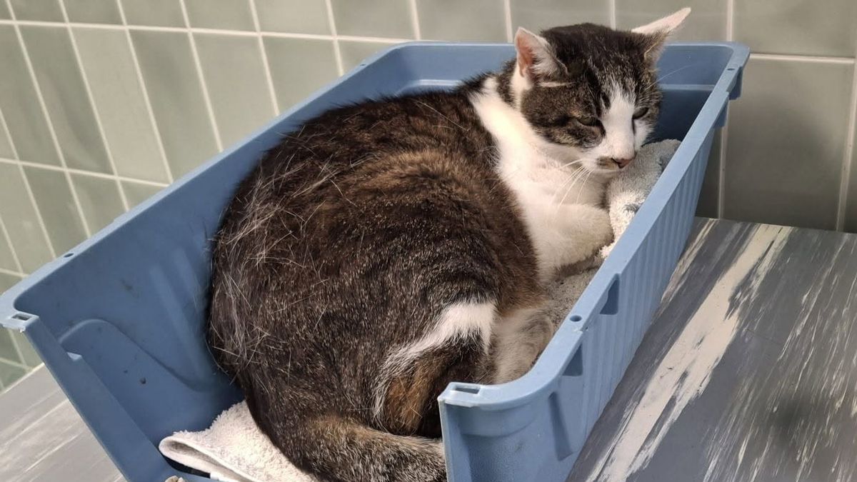 Deze katten zijn na 1,5 en 2,5 jaar weer teruggevonden: 'Dit houd je ook niet voor mogelijk'