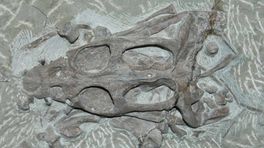 Schedel van dino gevonden in groeve Winterswijk