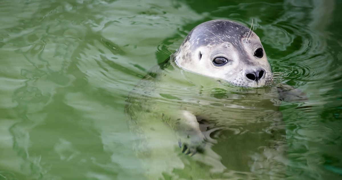 Statenleden in Groningen wijzen ook naar Fryslân om het Waddencentrum te redden