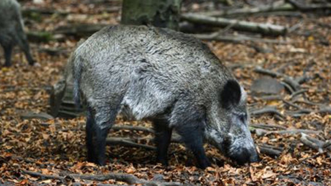 Hond gebeten door wild zwijn