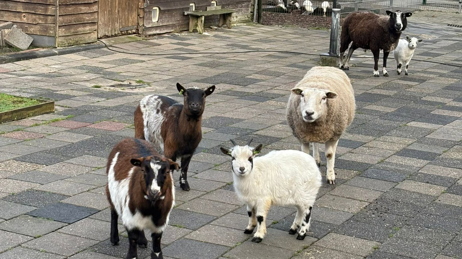 Geiten en schapen op de dierenweide in Maassluis