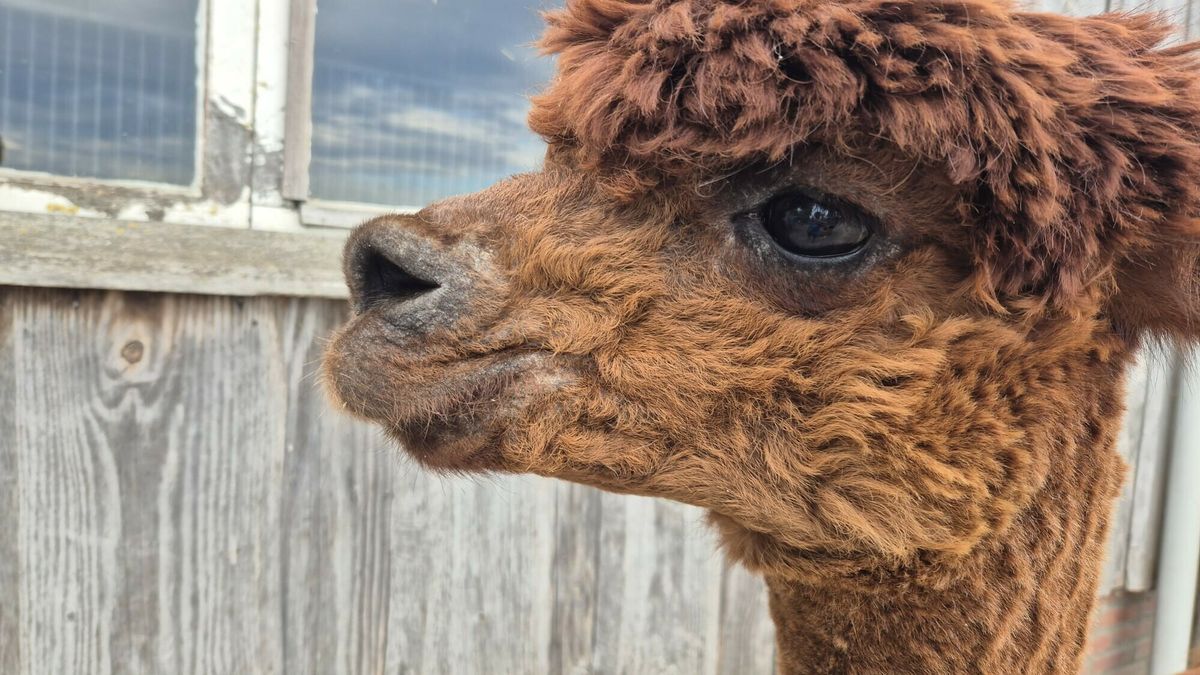 Alpaca's onder de schurft, wie helpt Mara met stallen poetsen?