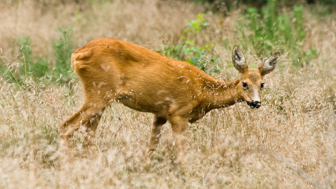 Altijd al eens oog in oog met een edelhert, ree of zwijn willen staan? De beste tijd van het jaar om wild te spotten is aangebroken. Boswachter Henk Ruseler van het Nationale Park De Hoge Veluwe geeft tips om de kans op een ontmoeting met deze dieren te vergroten.