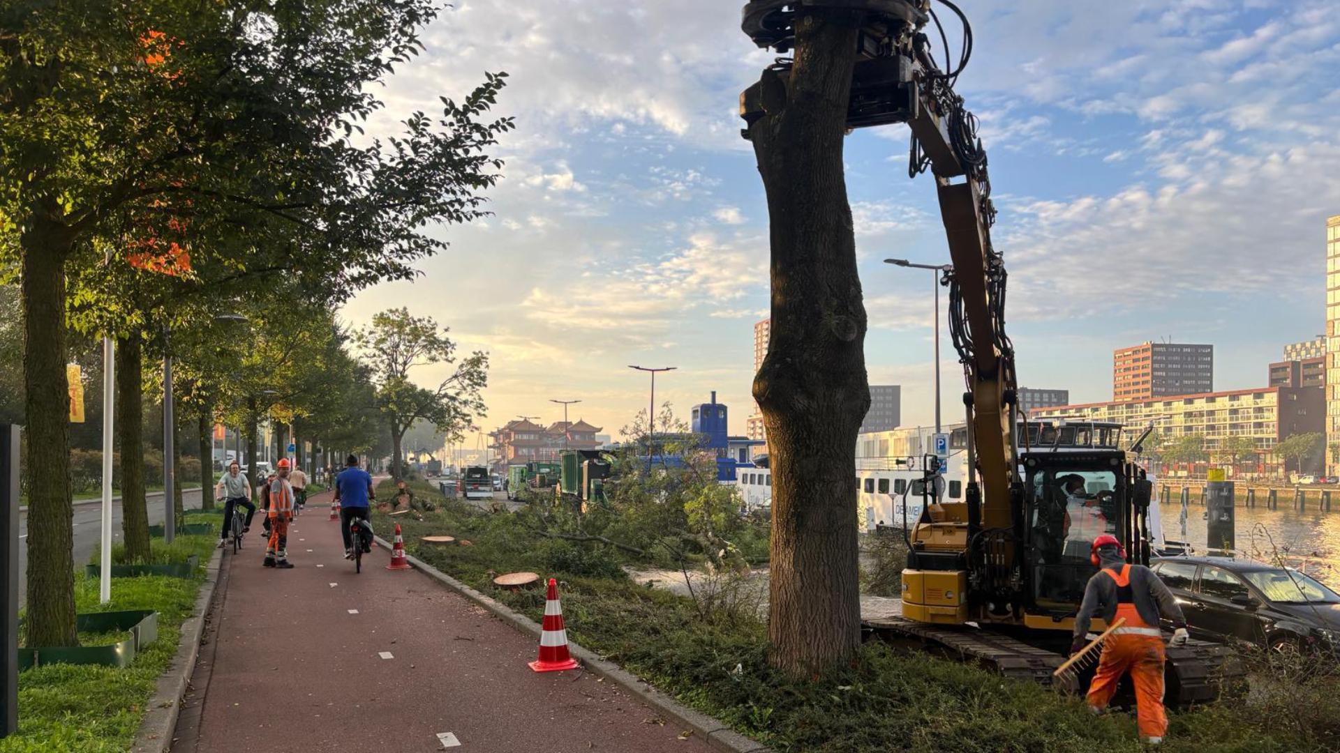 Bomenkap aan de Parkkade in Rotterdam.