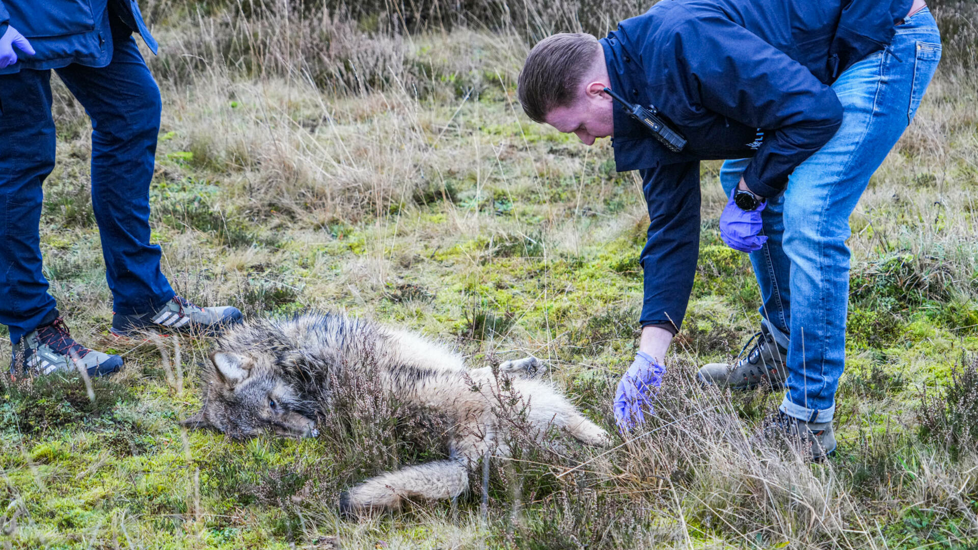 Tweede dag op rij dode wolf gevonden in Westerveld