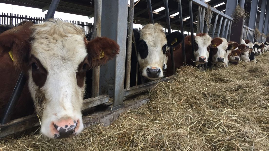 Arjen Boer: 'De blaarkop staat garant voor goede melk en mooi vlees'