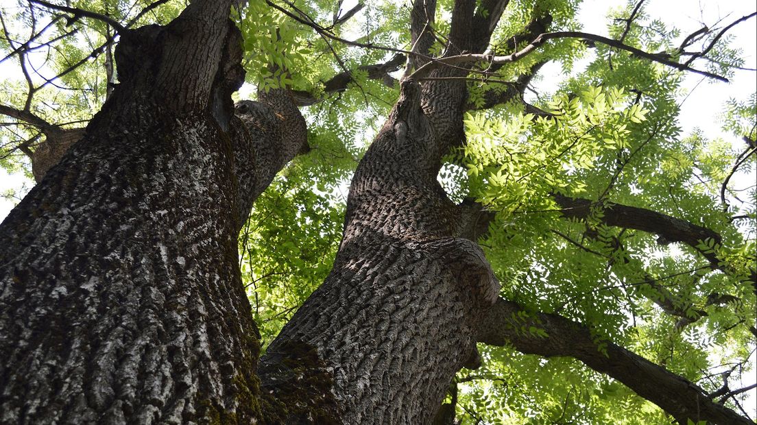 Bomen (archieffoto)