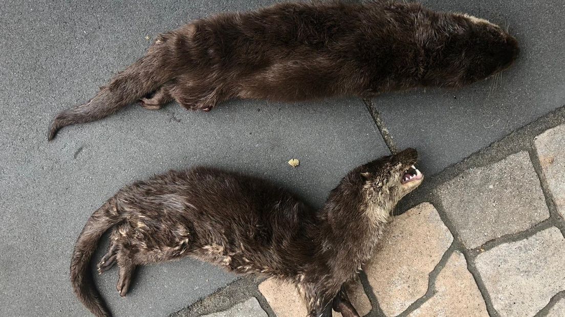 Overstekende otters doodgereden bij Lutten