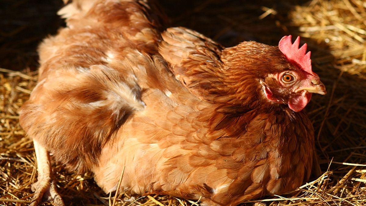 Geen nieuwe gevallen van vogelgriep in omgeving Oldekerk