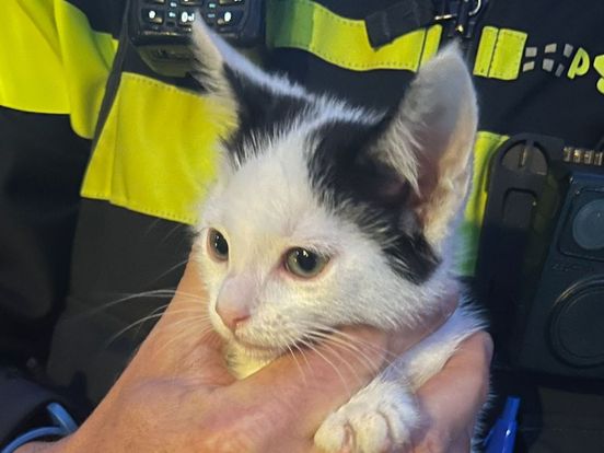 Agenten redden kitten: 'Vrouw stond bekend voor het doodmaken van dieren'