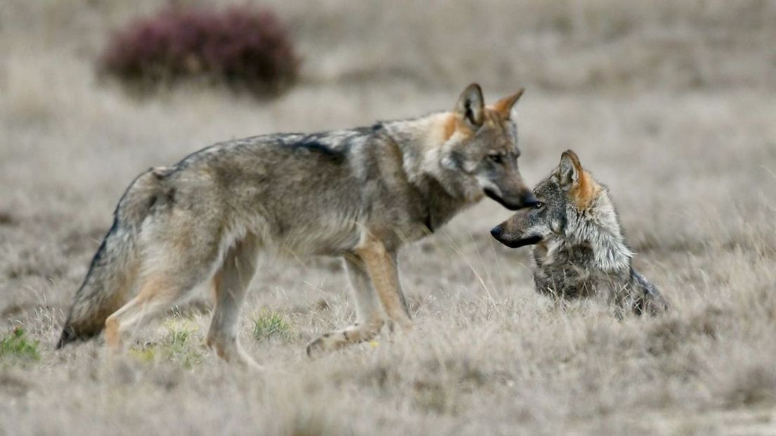 Twee wolven op de Hoge Veluwe