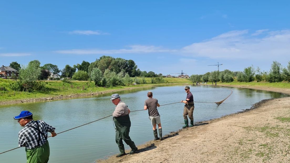 Reddingsactie van vissen in een kolk bij Druten