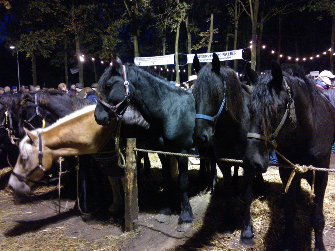 'Maatregelen paardenmarkt Zuidlaren zijn zinloos' RTV Drenthe