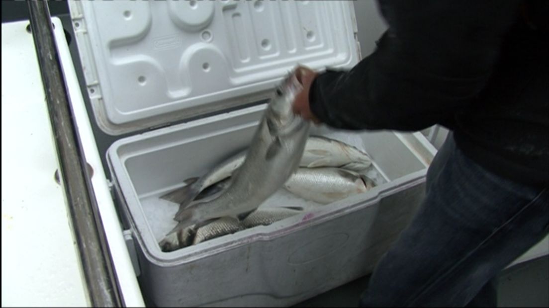 "De zeebaars brengt Zeeland geld" (video)