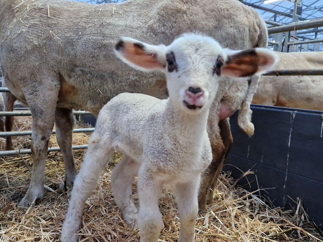 Lammetje op de stadsboerderij | Foto: