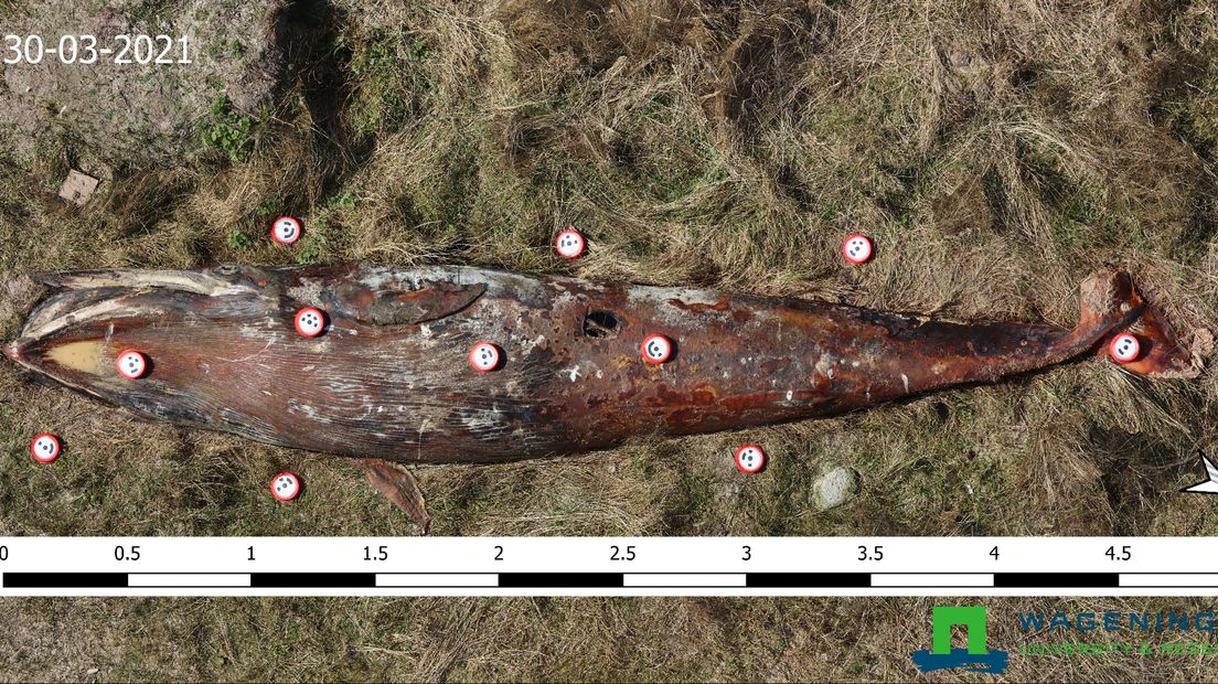 De dode walvis van boven