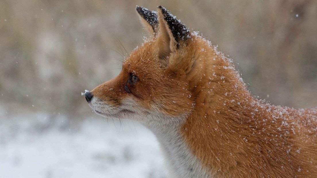 Een vosje in de sneeuw