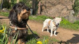 Geen halsband voor honden? 'Wat een ongelofelijke onzin'