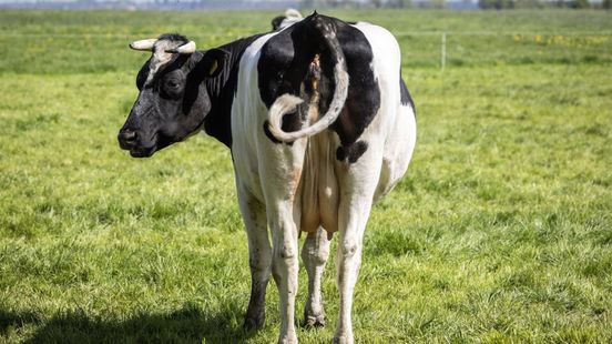 Grappenmakers haken gretig in op 32 ontsnapte koeien