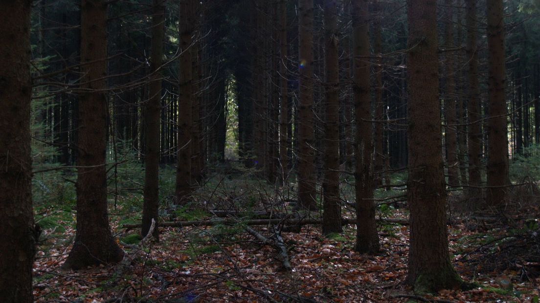 In het Hart van Drenthe is het 's nachts nog echt donker (Rechten: RTV Drenthe/Marike Goossens)