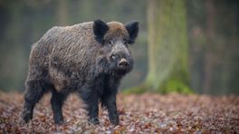 Agressief wild zwijn valt wandelaars aan in Meerssen