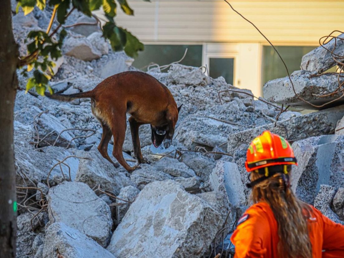Reddingshond Chase in actie bij een oefening