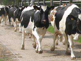 Provincies vinden nieuws dat boeren uitkopen mag 'goed nieuws'