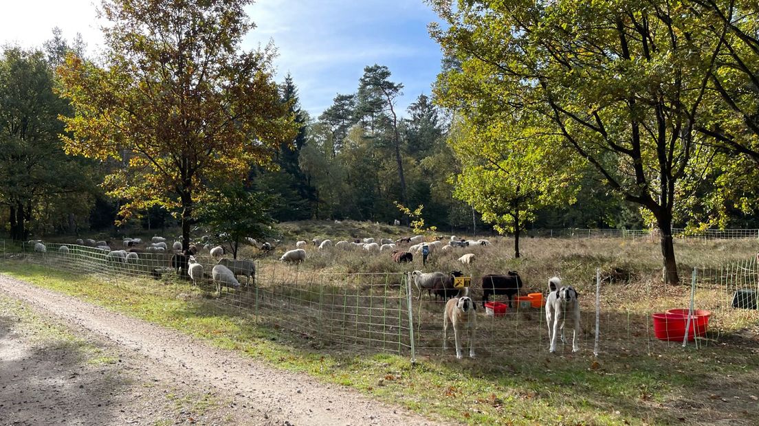 Schaapskudde wordt bewaakt door honden en wolvenwerend hek, in bos op Luneburger Heide (Duitsland)