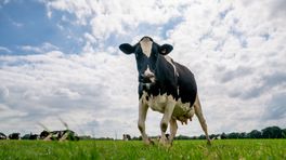 Honderden Drentse boeren hebben mogelijk geen goede stikstofvergunning