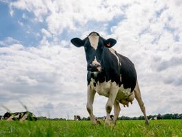 Drentse milieubeweging in stikstofdebat: 'Laat stikstofdatum los'