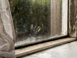 Schimmel, hoge stookkosten en vochtproblemen in Schiedamse Staatsliedenbuurt: ‘Ik stook hier voor de vogels’