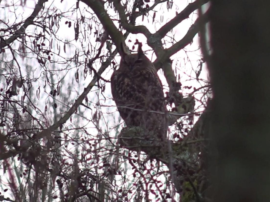 De oehoe in het Lage Bergse Bos