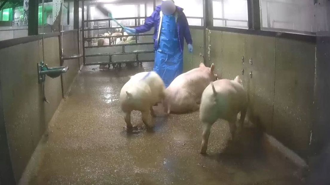 Uit undercoverbeelden van Varkens in Nood bleek dat de dieren mishandeld werden.
