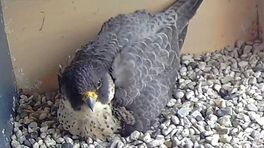 Live meekijken in vogelnest blijft ongekend populair